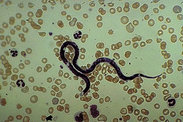 subcutaneous parasitic heartworm