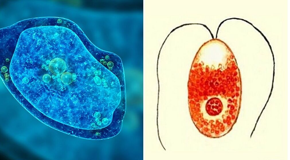 parasitic protozoa dysenteric amoeba and malarial plasmodium