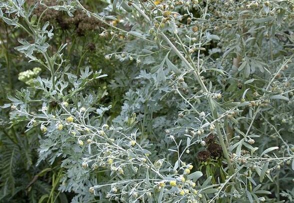 Effective against all types of bitter herb parasites Wormwood