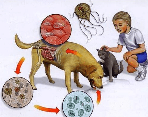 Symptoms of infection from Lamblia