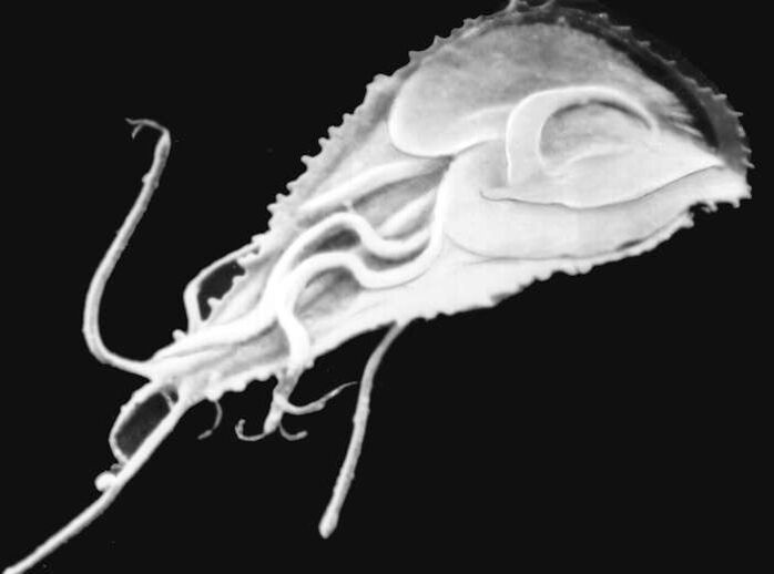 Plasmodium malaria