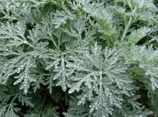 Wormwood against worms