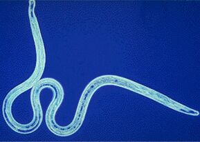 Parasite